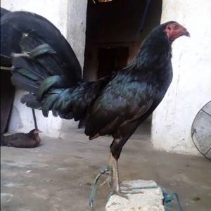 Meet your Posher, Sergio